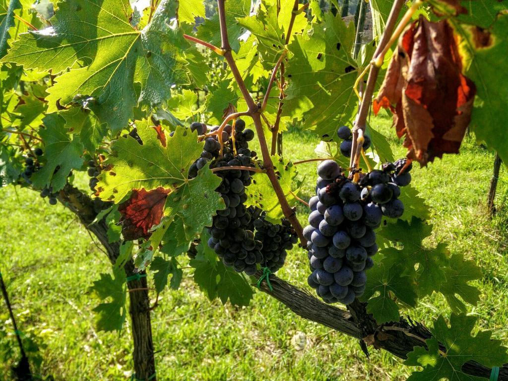 Podere Terreno Alla Via Della Volpaia Radda in Chianti Εξωτερικό φωτογραφία